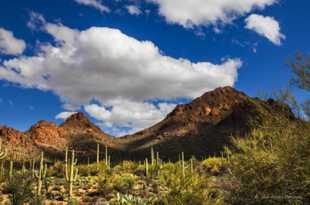 Saguaro National Park-6505-3.jpg